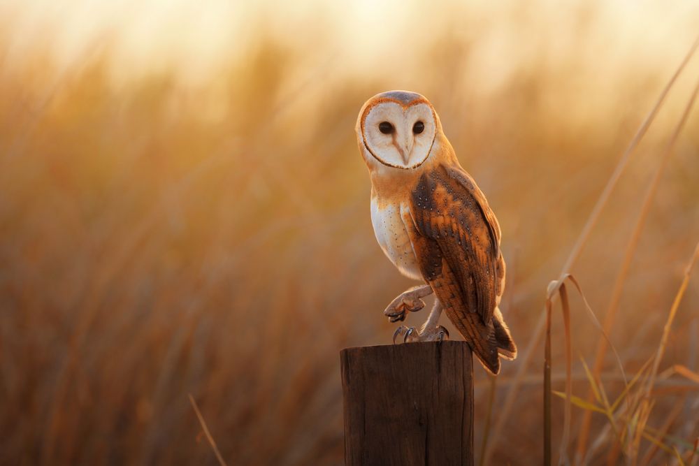 Fauna Management