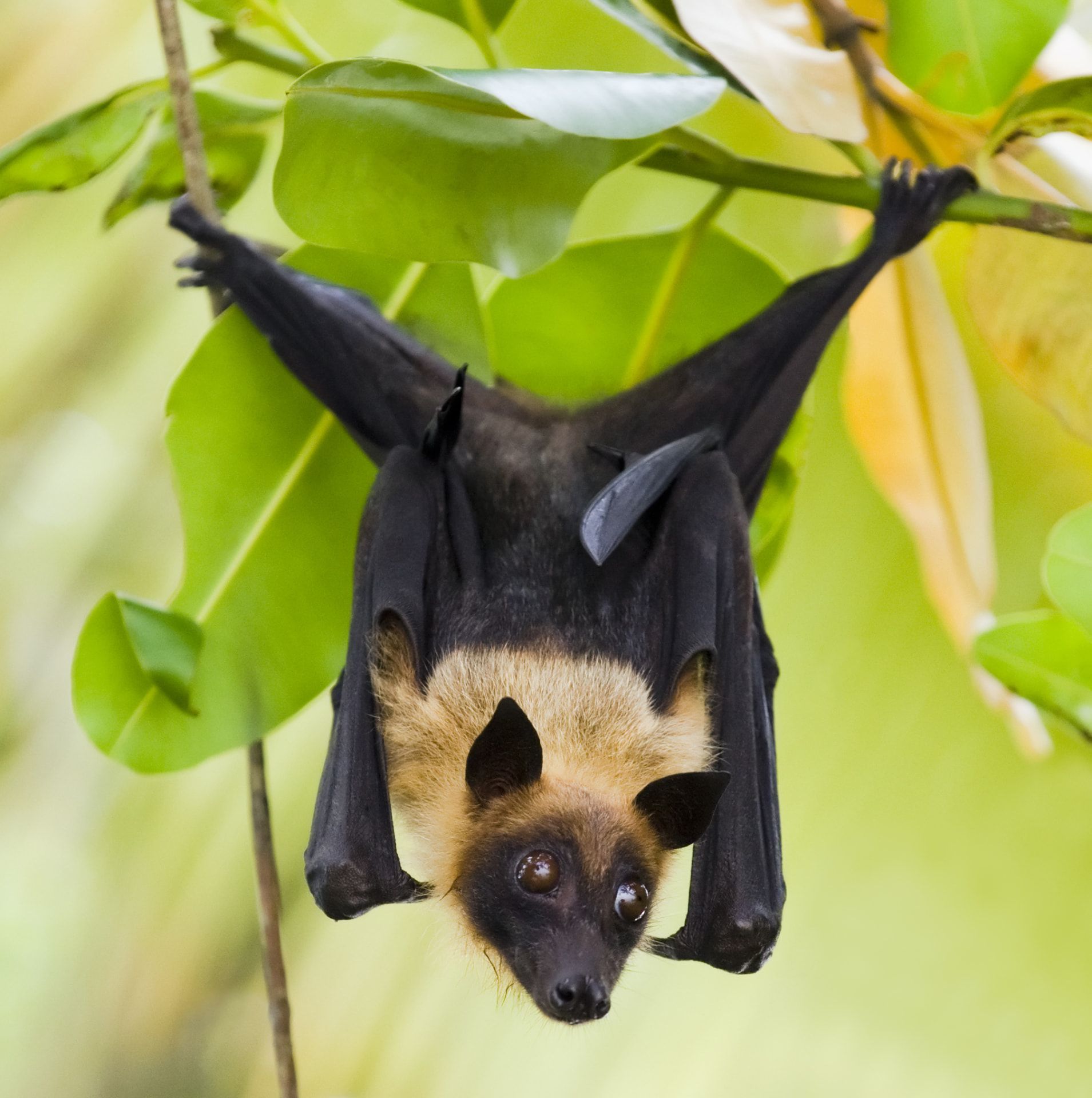 Threatened Species Monitoring