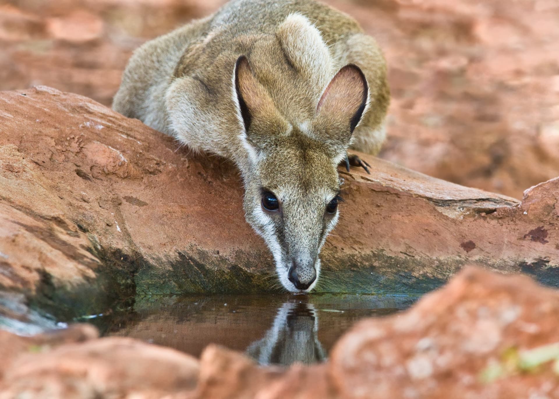 Ecological Surveys