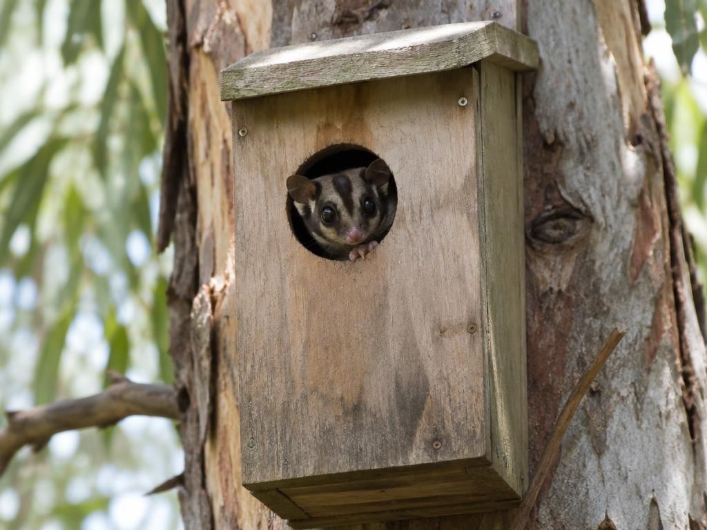 Nest Box Occupancy Survey, Maintenance and reporting 