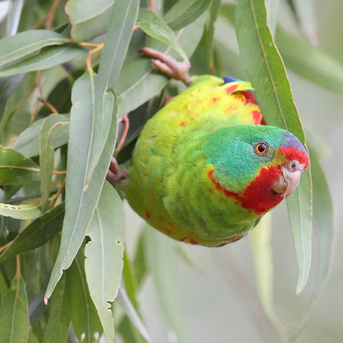 Fauna Works swift parrot foraging in eucalypt foliage