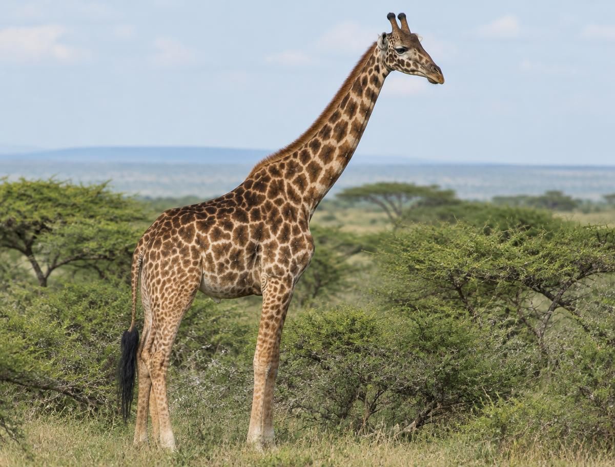 Giraffe & Acacia Woodland