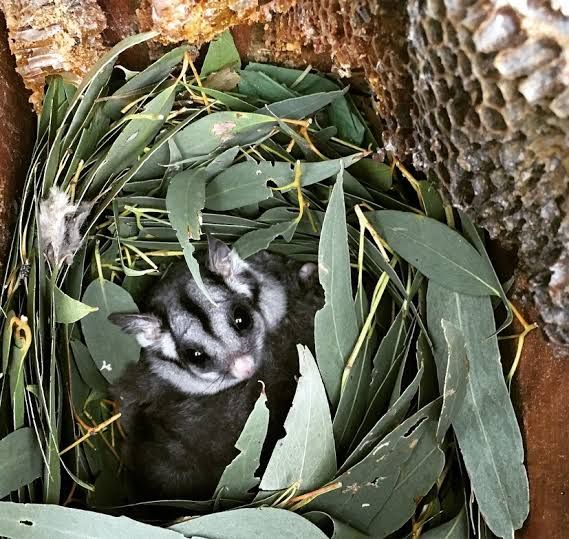 Wildlife Nest Box Installation
