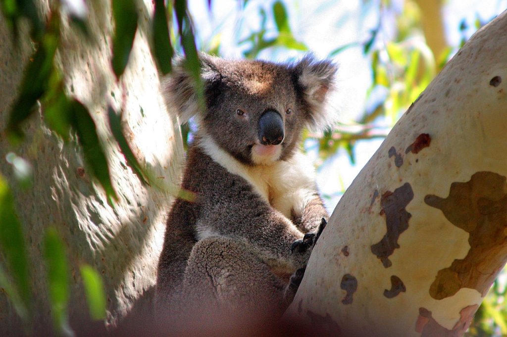 koala, australia, phascolarctos cinereus, koala bear, nature conservation, rest, face, sleepy, koala, koala, koala, koala, koala, koala bear-51443.jpg