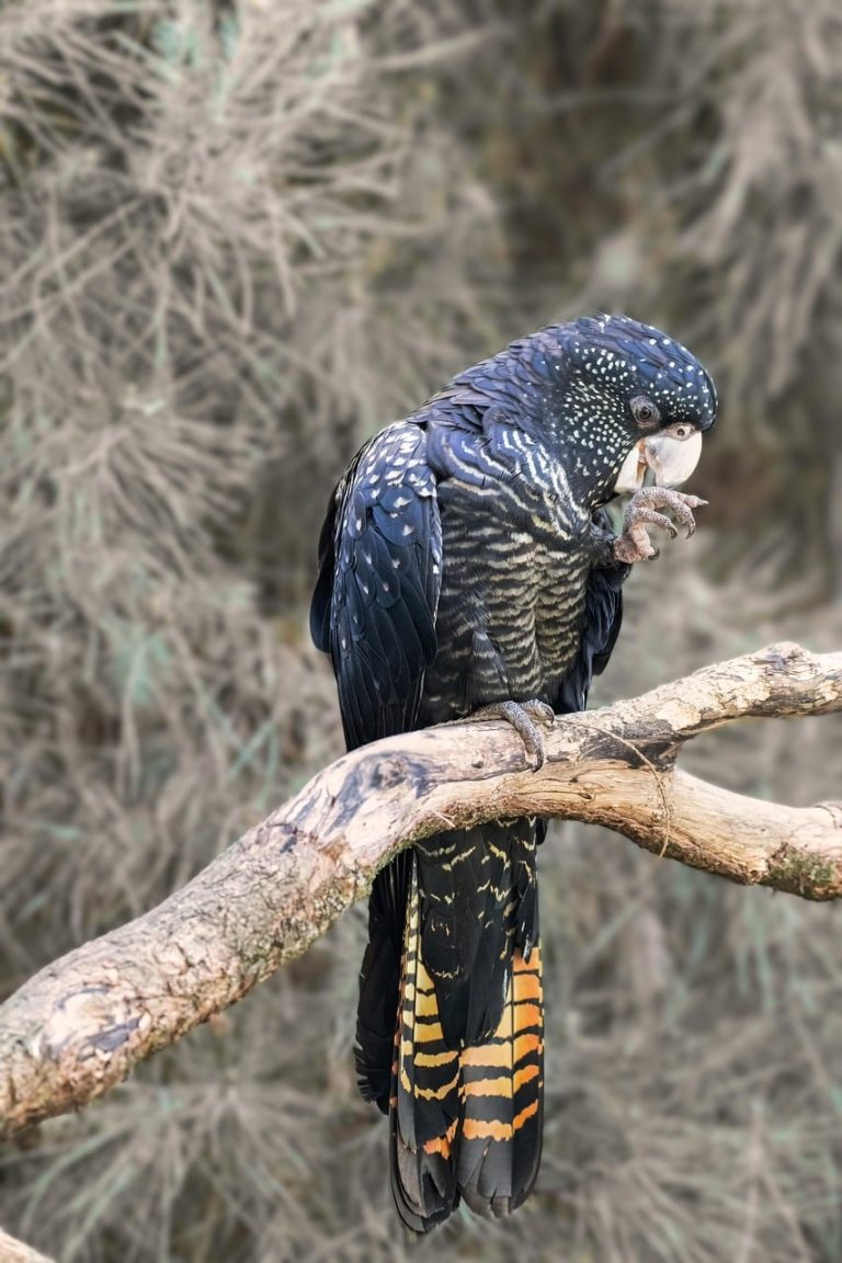 bird, bean, wing, nature, fly, mine, tree, forest, wood, leaves-9445431.jpg