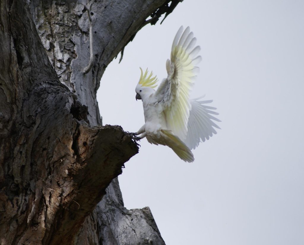 cockatoo, landing, gumtree, cockatoo, cockatoo, cockatoo, cockatoo, cockatoo-2473269.jpg