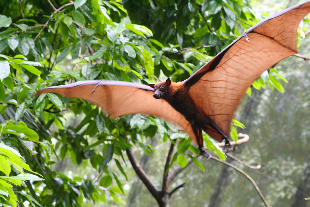 Investigating environmental incidents and biosecurity events