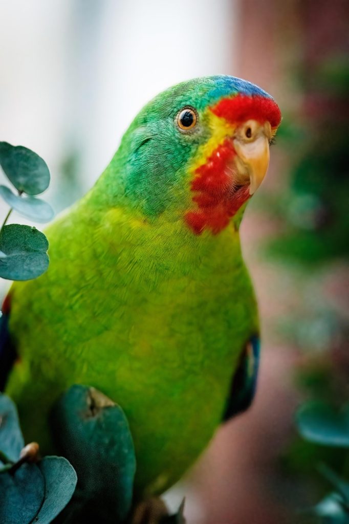 biannual swift parrot, parrot, bird, nature, ornithology, australia, wildlife, green red parrot-7549272.jpg