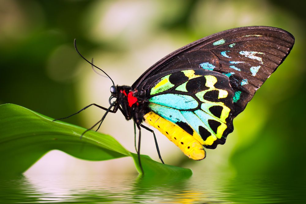 Support for EVNT Species Conservation 