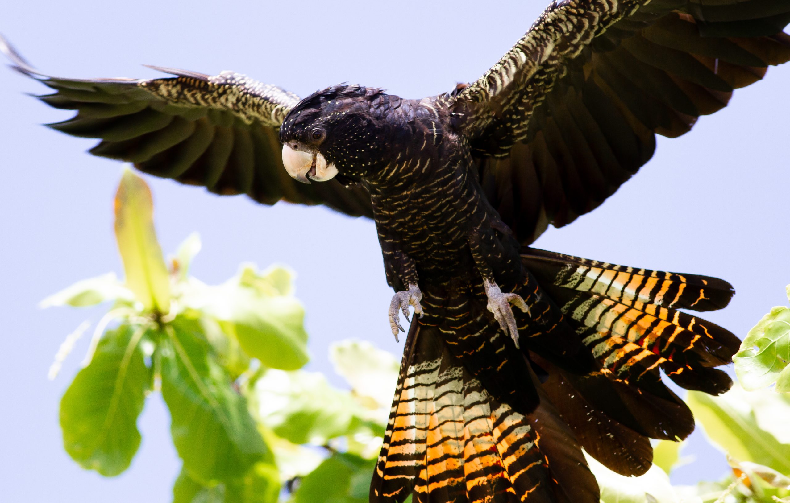 biannual swift parrot, parrot, bird, nature, ornithology, australia, wildlife, green red parrot-7549272.jpg