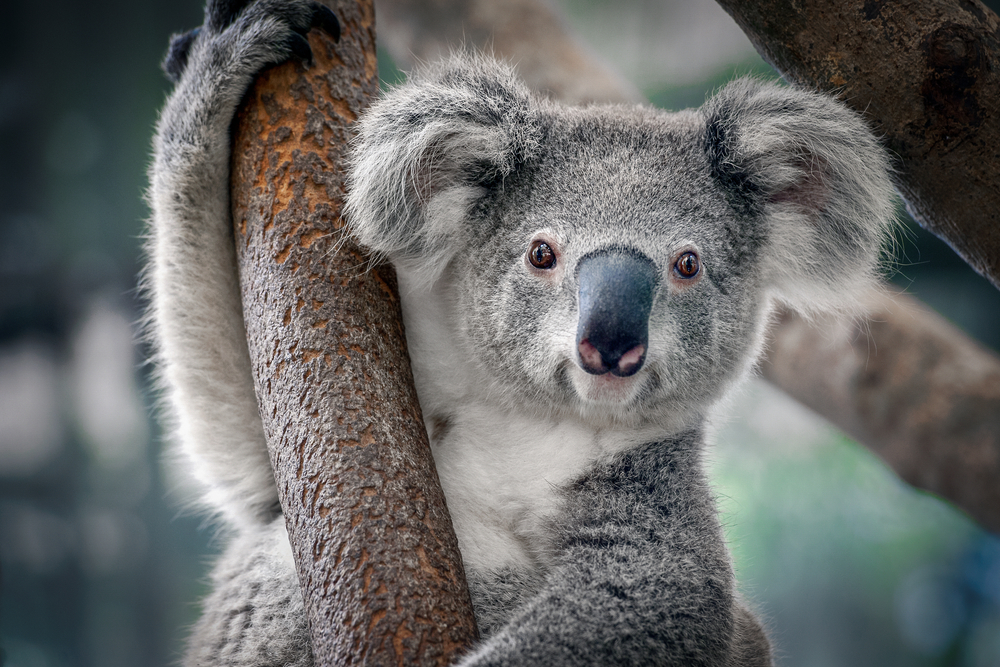 Koala Spotter and Management